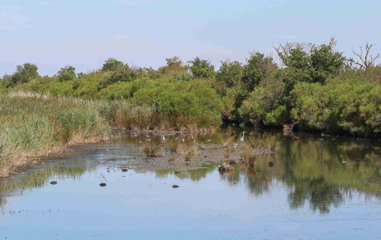 Île de Malprat à Biganos