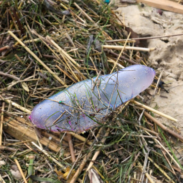 La Physalie présente une forme caractéristique de sac gonflé d’air, mesurant entre 15 et 20 cm, d’aspect gélatineux rosé ou bleuté ©JC Lauchas