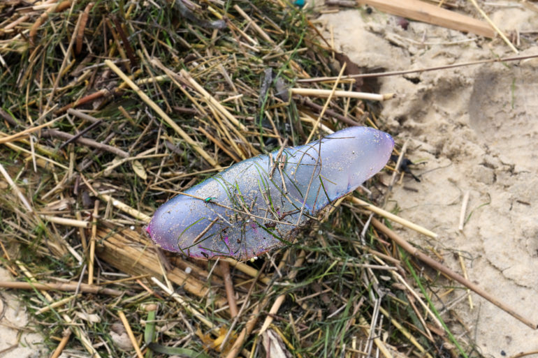 La Physalie présente une forme caractéristique de sac gonflé d’air, mesurant entre 15 et 20 cm, d’aspect gélatineux rosé ou bleuté ©JC Lauchas