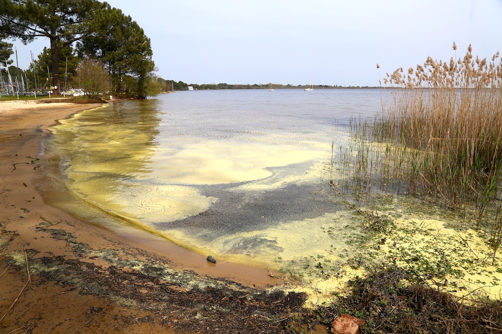 Un voile de pollen aphrodisiaque recouvre le Bassin d'Arcachon - Vivre le  Bassin