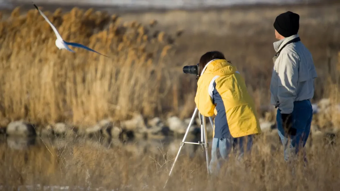 festival territoires sauvages le teich
