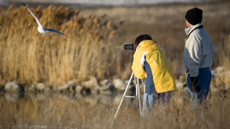 festival territoires sauvages le teich